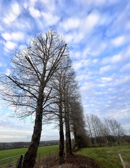 7 White Poplar reductions.