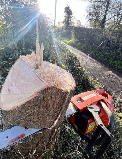 Felling action shot 1.