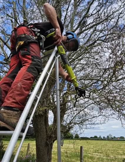 Pruning a Corckscrew Willow limb.