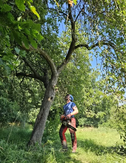 Apple tree fell preparation.